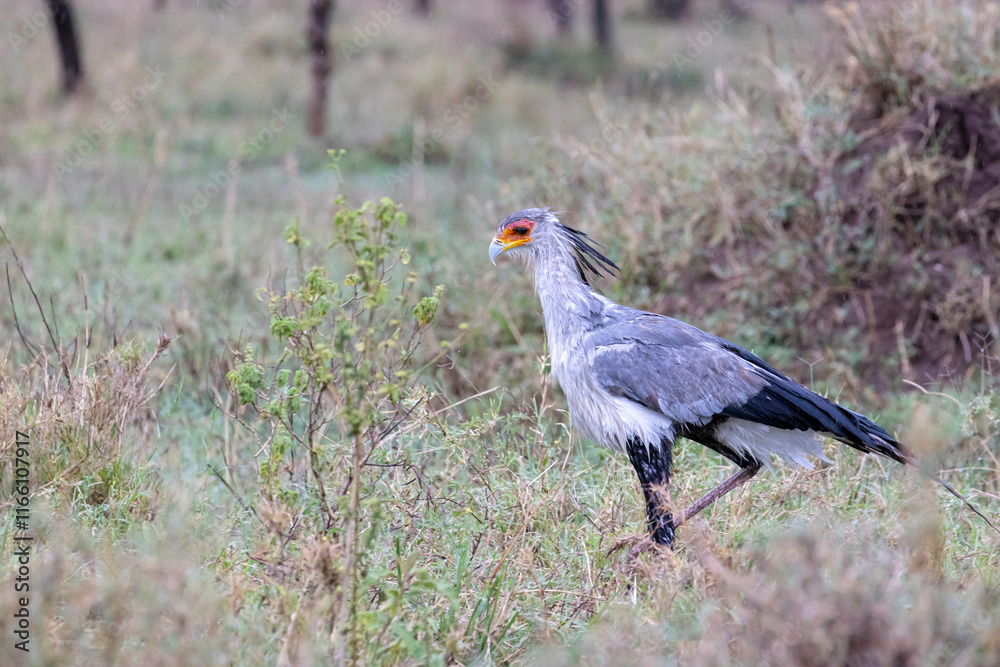 Obraz premium Secretarybird (Sagittarius serpentarius) walking in savannah in Serengeti in Tanzania, East Africa