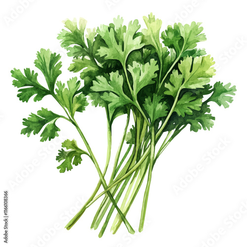 A watercolor vector painting of cilantro, isolated on a white background. Cilantro vector.

