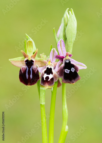 Photos of wildflowers, various bee orchids.