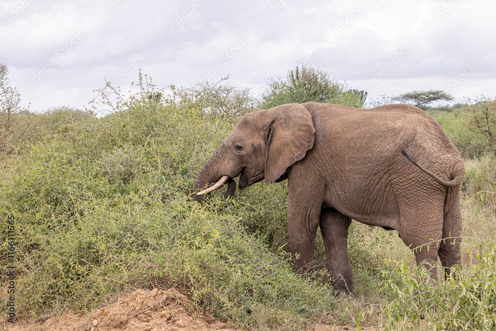 Obraz premium Elephant eating Acacia bush in Serengeti in Tanzania, East Africa