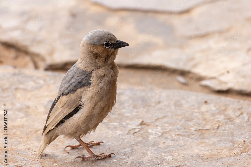 Obraz premium Grey-capped social weaver (Pseudonigrita arnaudi) in Serengeti in Tanzania, East Africa