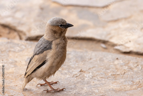 Grey-capped social weaver (Pseudonigrita arnaudi) in Serengeti in Tanzania, East Africa photo