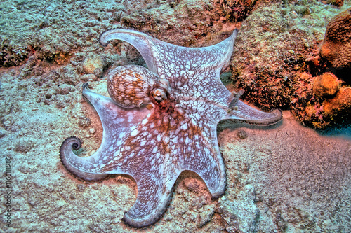 An Octopus off the coast of the island of Bonaire photo