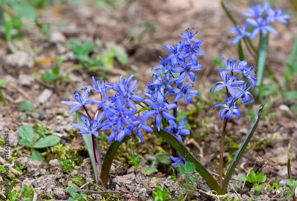 images of wild plants and flowers. forest hyacinth photos. images of wild plants and flowers. forest hyacinth photos.
