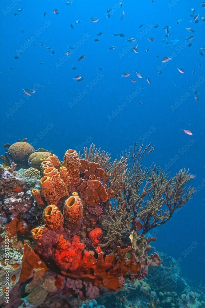 Fototapeta premium Caribbean coral garden, Bonaire