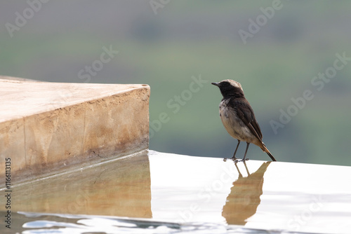 Male Red-rumped wheatear or buff-rumped wheatear (Oenanthe moesta) at Safari lodge in Serengeti in Tanzania East Africa