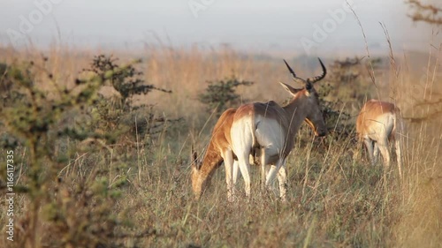 Hartebeest, (Alcelaphus spp.) on the plains of Kenya in Nairobi National Park at dawn. photo