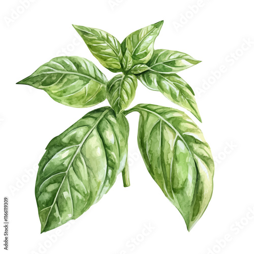 A watercolor vector painting of basil, isolated on a white background. Basil vector.

