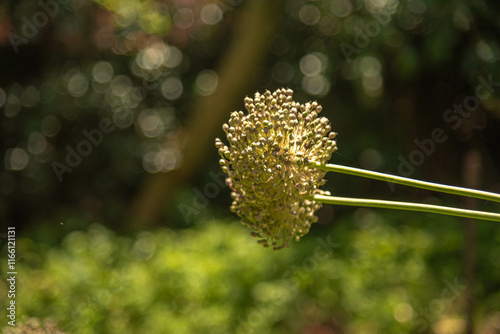 Allium ampeloprasum flowers. photo