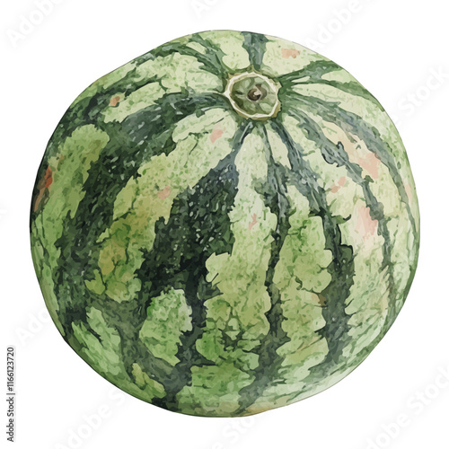 A watercolor vector painting of a watermelon, isolated on a white background. Watermelon vector.

