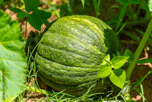 Fruits of Cucurbita maxima (pumpkin) and Cucurbita moschata (squash). photo