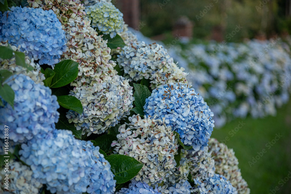 Hydrangea macrophylla (Thunb.) known by the common names of hydrangea, hydrangea, hydrangea or simply granja Hydrangea macrophylla (Thunb.) known by the common names of hydrangea, hydrangea, hydrangea or simply granja