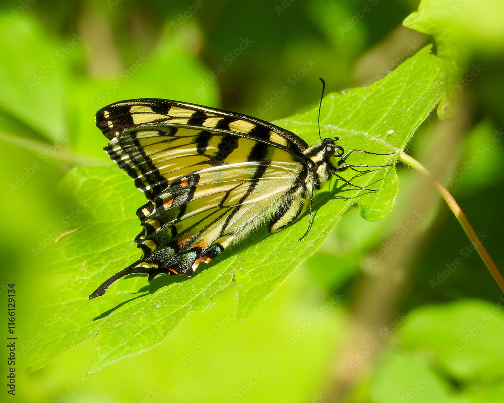 Fototapeta premium Eastern Tiger Swallowtail - Yellow Butterfly - Papilio glaucus - Flying Insect