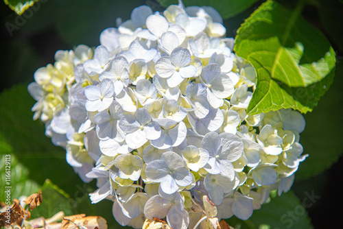 Hydrangea macrophylla flowers photo