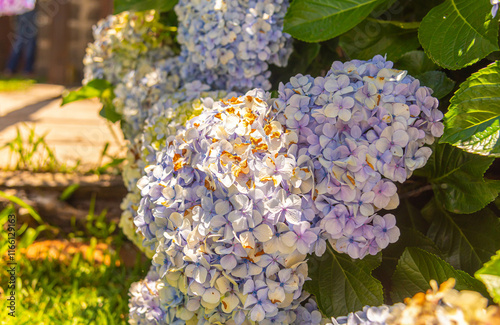 Hydrangea macrophylla flowers photo