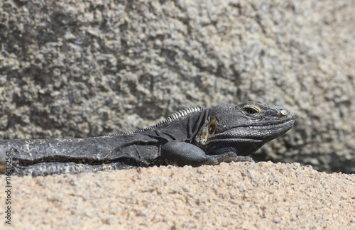 A spiny-tailed iguana (Ctenosaura) from Mexico basking in the sun on rocks. The spiky crest can be see on the back of the lizard's head, and its ear is visible at the back of the head.  photo