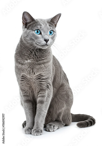Beautiful Gray Russian Blue Cat with Bright Blue Eyes Sitting