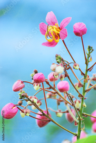 The cassia javanica flowers photo