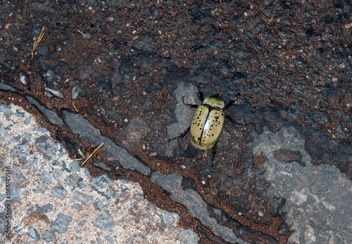 Female western hercules beetle