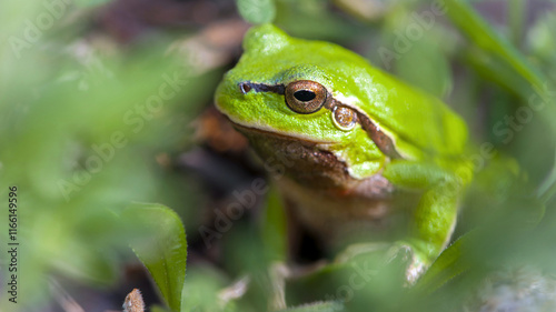 Hyla arborea. tree climber. Marsh frog, frog eyes, Pelophylax ridibundus, in nature habitat. Wildlife scene from nature, green animal. Beautiful frog in a swamp. amphibian close-up photo