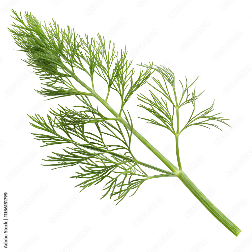 Fresh green fennel leaves herb isolated on the transparent background Fresh green fennel leaves herb isolated on the transparent background