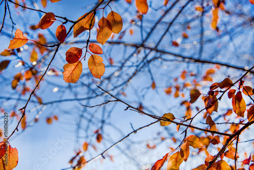 Amazing blue sky and autumn leaf color in Washigton DC photo