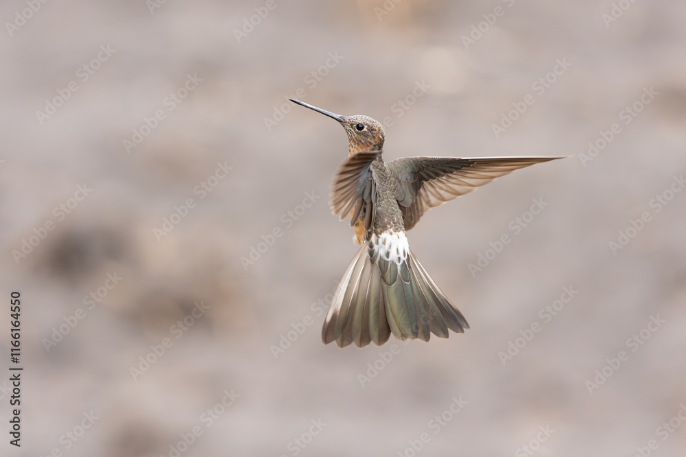 Fototapeta premium Giant Hummingbird, Antisana, Ecuador