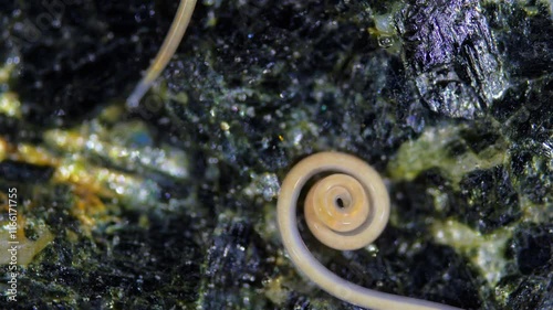 worm Nematoda Pontonema vulgare under microscope, family Oncholaimidae. Found in silted soil, under stones, in algae tangles. White Sea photo