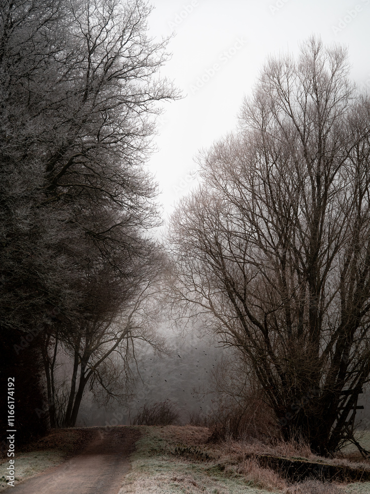 Obraz premium trees in the fog