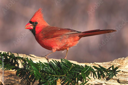 Closeup image of a male Northern Cardinal.