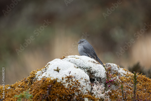 Plumbeous Sierra Flinch