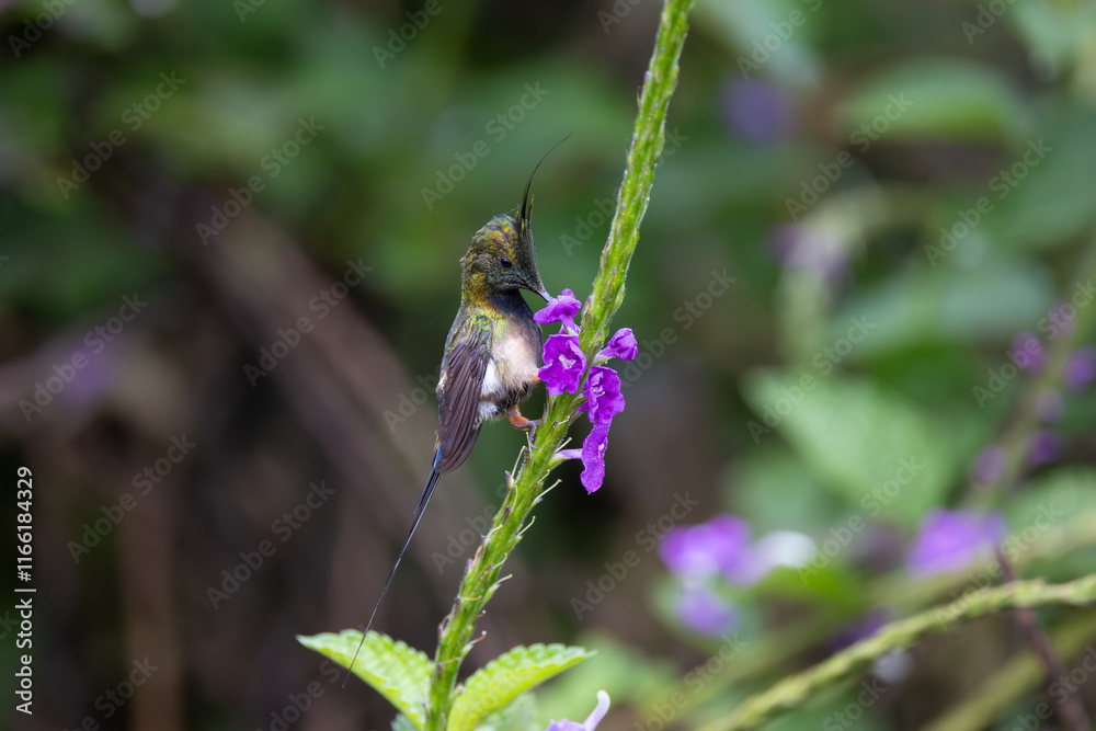 Fototapeta premium Crested Wire - Thorntail, Ecuador