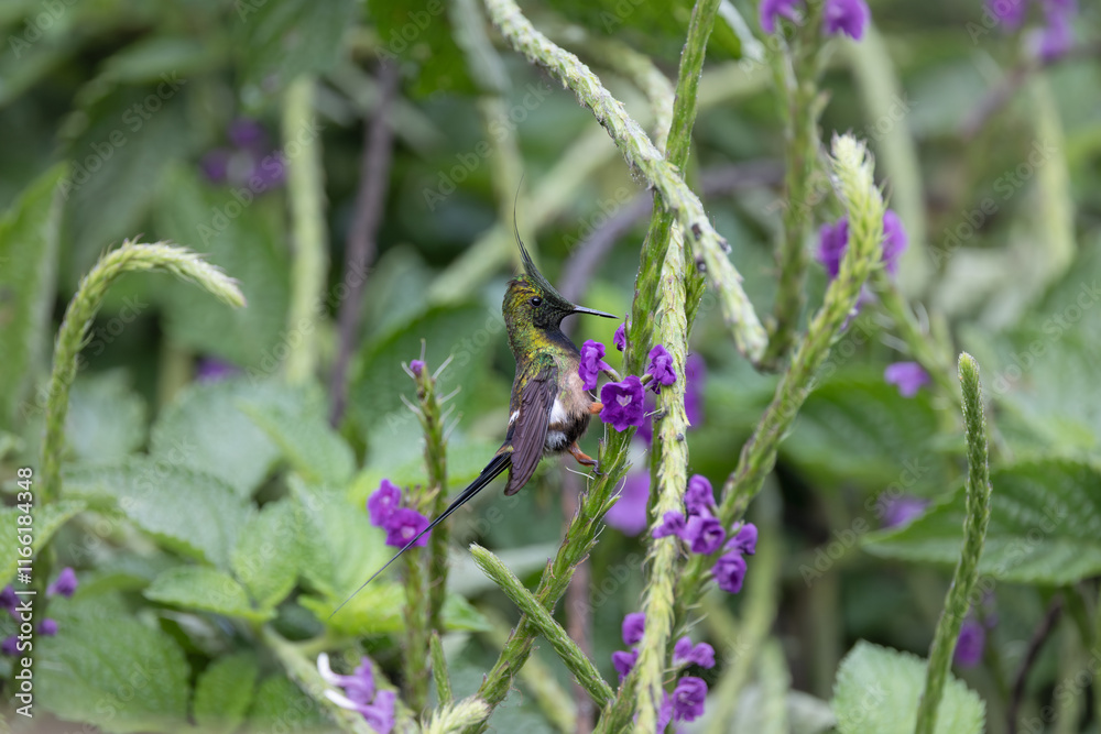 Crested Wire - Thorntail, Ecuador Crested Wire - Thorntail, Ecuador