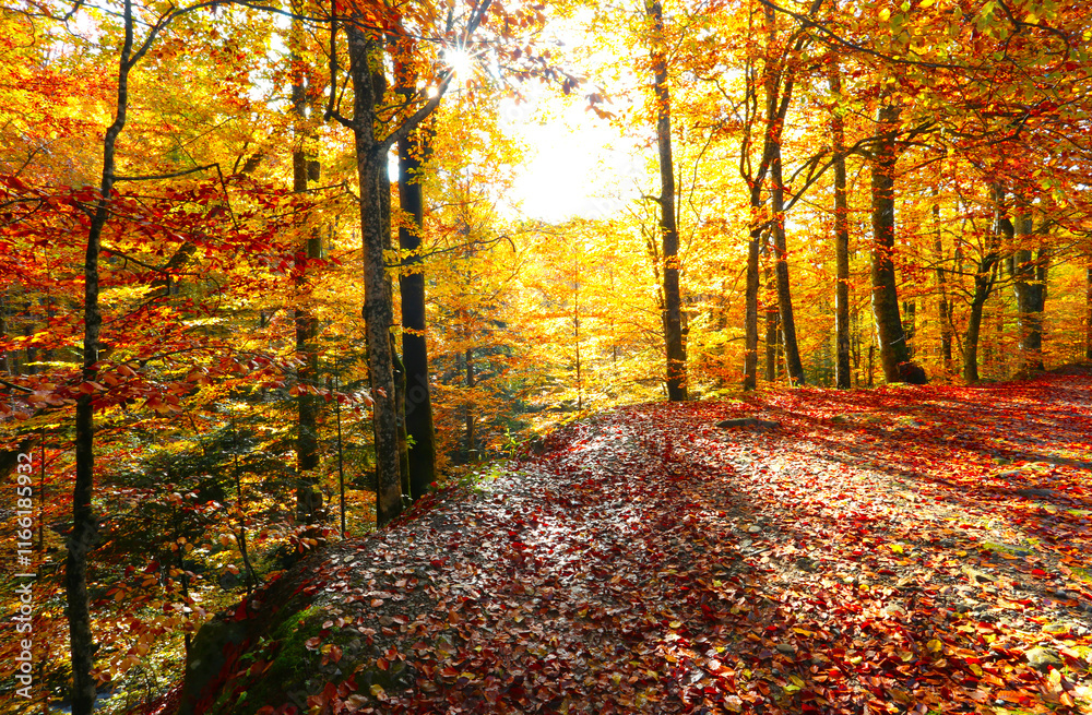 Naklejka premium autumn forest scenery, perfect autumn morning dawn, nature colorful background