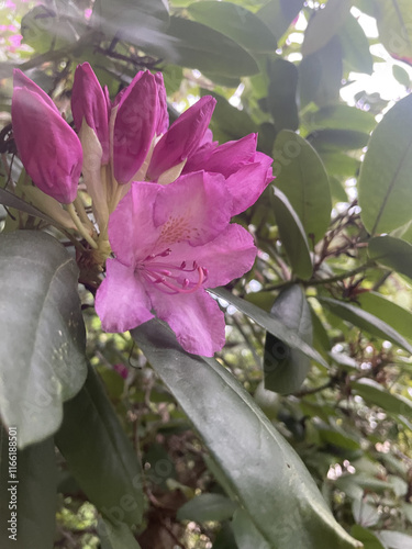 pink and purple azalea bloom