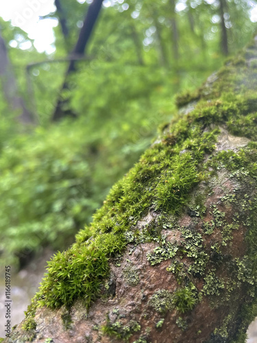 moss on stone