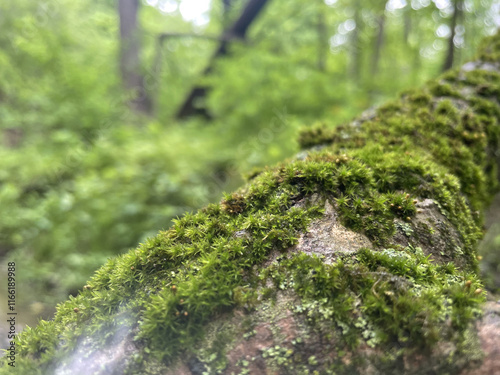 moss on the tree