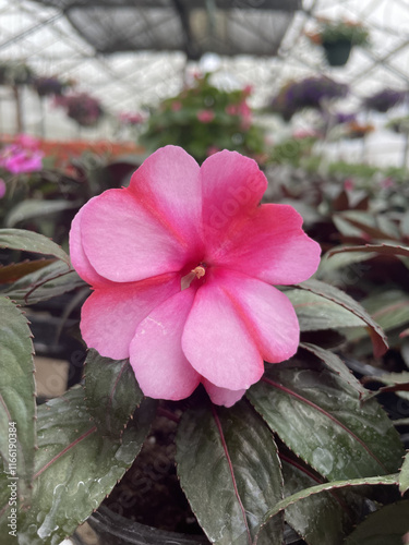 pink flower in greenhouse