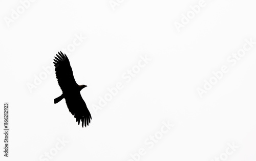 silhouette of a vulture in flight