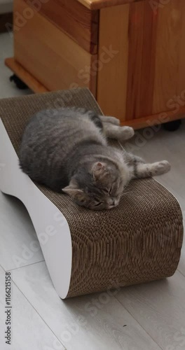 Adorable grey kitten sleeping peacefully on modern cardboard bed
