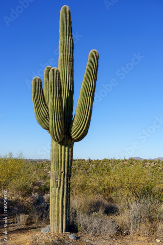 Saguaro cactus in the Tucson desert