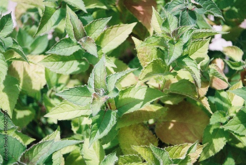 Monarda didyma ‘Jacob Cline’ - Bee Balm Foliage
 photo