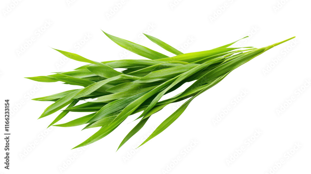 Fototapeta premium Fresh green grass blades transparent background