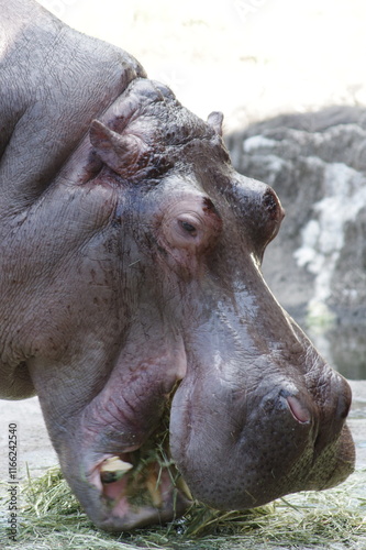 草を食べるカバのアップ photo