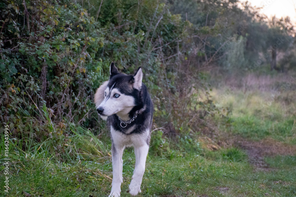 Husky dog walking on a path, surrounded by green bushes. Husky dog walking on a path, surrounded by green bushes.
