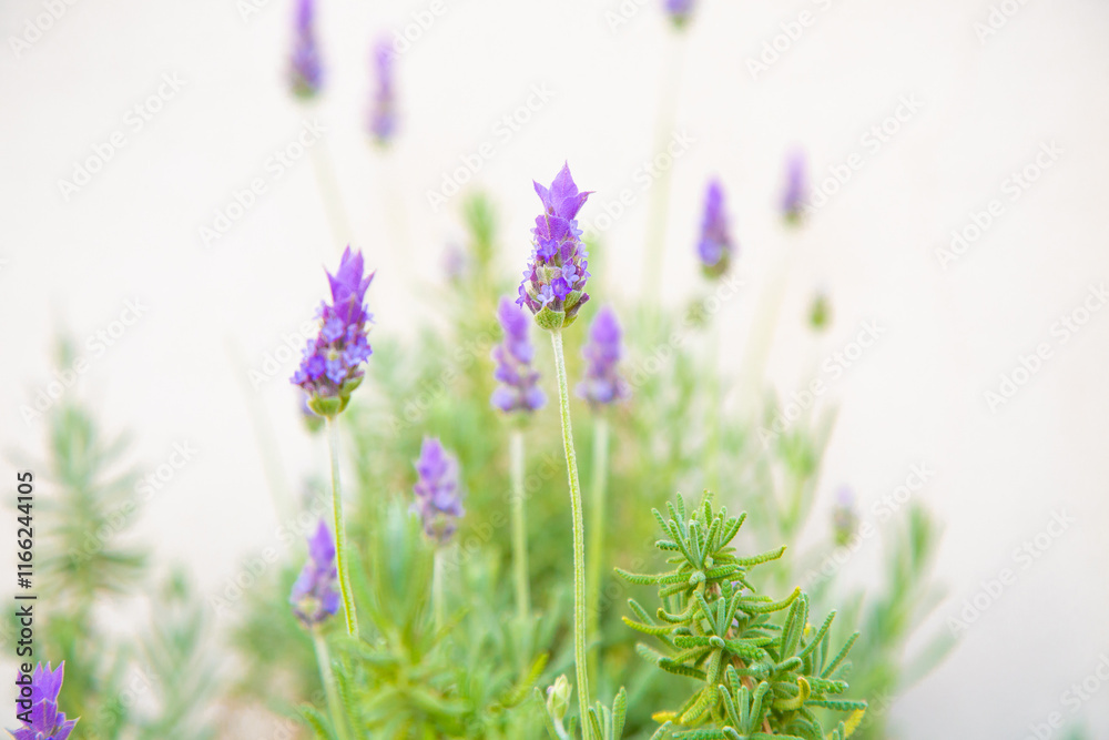 Naklejka premium In a beautiful garden, a vibrant bunch of purple flowers is growing