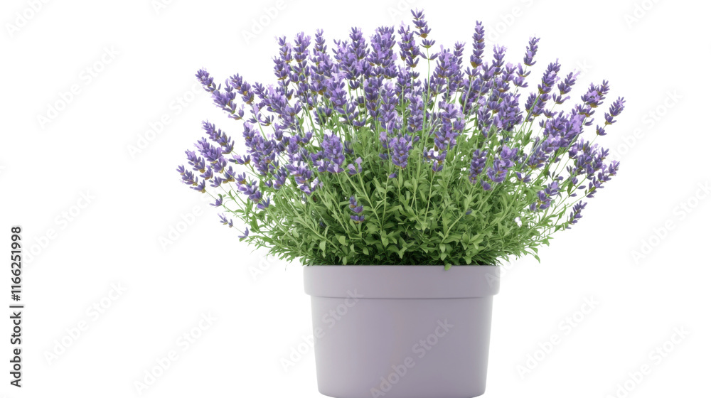 Lavender in a pot transparent background Lavender in a pot transparent background