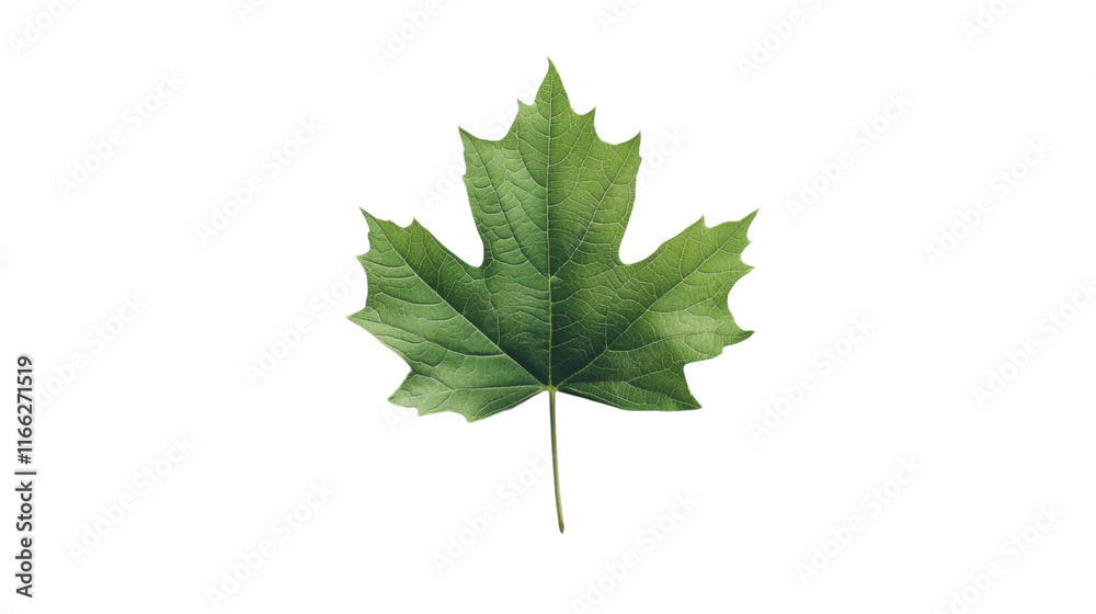 Grape leaf transparent background Grape leaf transparent background