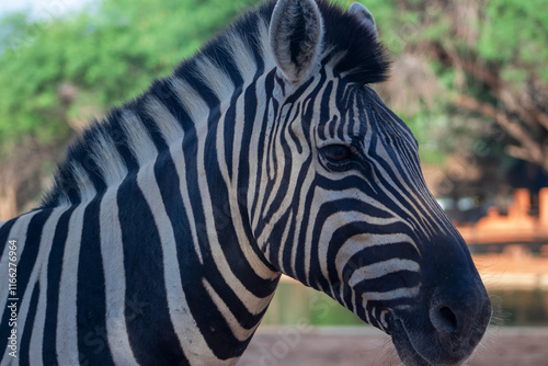 Wild african life. Close up Namibian mountain zebra in the middle of the savannah. photo