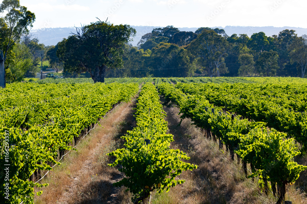 Obraz premium Grape vines ready for harvest in McLaren Vale, South Australia